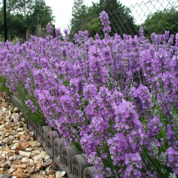 Lady Lavanta Çiçeği Tohumu (20 tohum) ürün görseli 1