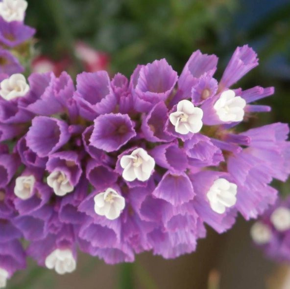 Limonium Sinuatum Lilac Lavender Deniz Lavantası Tohumu (30 tohum) ürün görseli 1