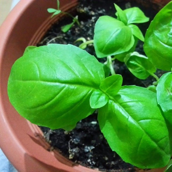 Dogal Green Flesh Geniş Yapraklı Aromatik Fesleğen Tohumu (50 tohum) ürün görseli 1