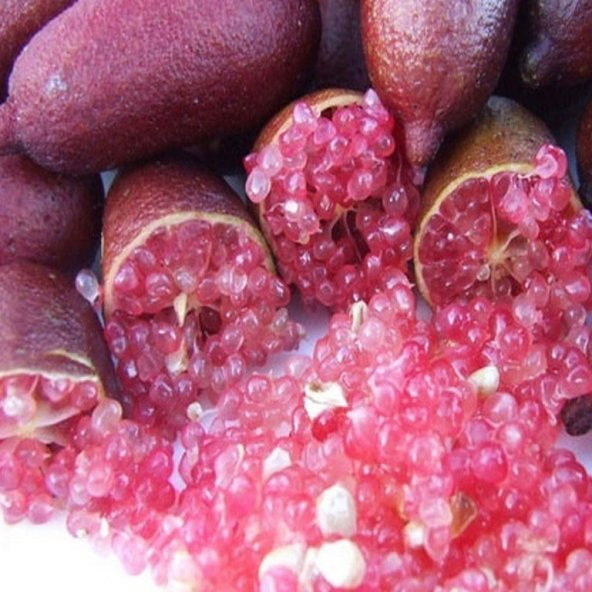 Tüplü Dark Red Havyar Limon Mia Rose Finger Lime Fidanı