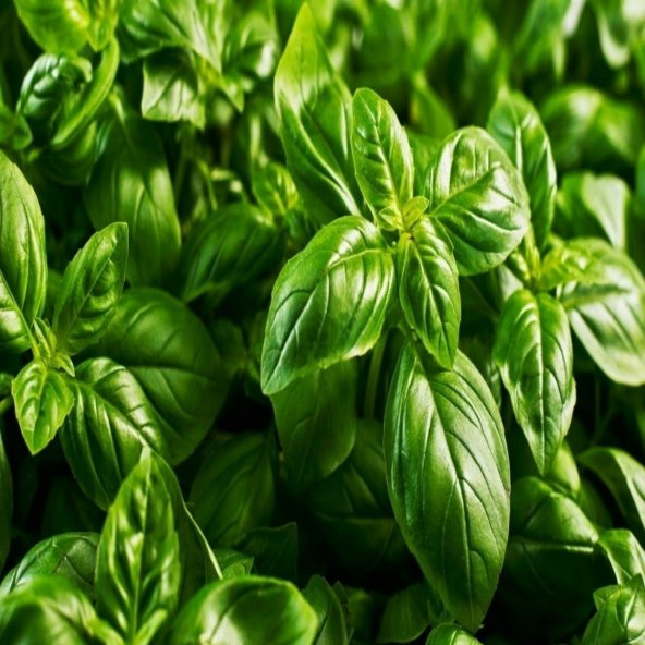 İri Yaprakllı Genovese Fesleğen Tohumu (200 tohum) ürün görseli 1