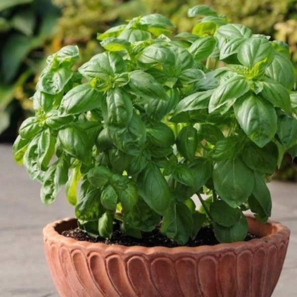 Saksılık Çok Geniş Yapraklı Tatlı Fesleğen Tohumu (250 tohum) ürün görseli 1