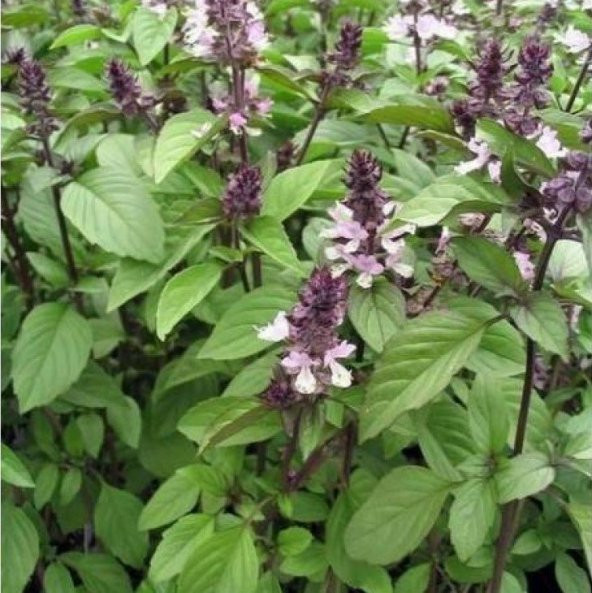 Tarçın Kokulu Fesleğen Tohumu (250 tohum) ürün görseli 1