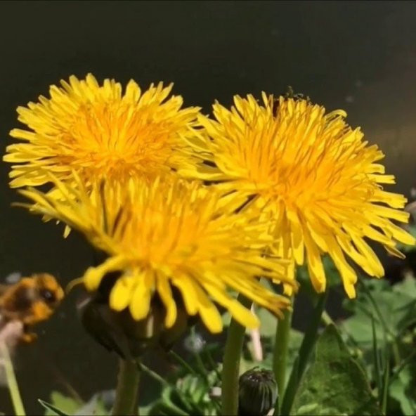 Geleneksel Şifalı Karahindiba Tohumu (250 tohum) ürün görseli 1