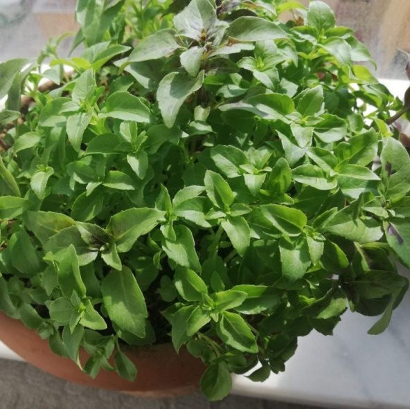 Top Fesleğen Tohumu (250 tohum) ürün görseli 1