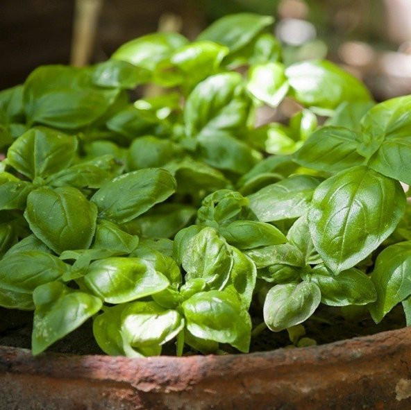Tatlı Geniş Yapraklı Fesleğen Tohumu (250 tohum) ürün görseli 1