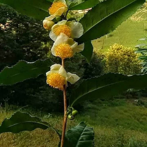 Yeşil Çay Tohumu (5 adet)