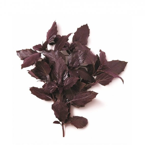 Red Freddy Kırmızı Tatlı Fesleğen Tohumu (100 tohum) ürün görseli 1