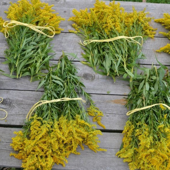 Stiff Goldenrod Çiçeği Tohumu (100 tohum) ürün görseli 1