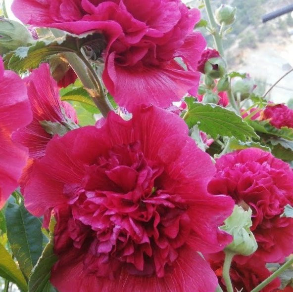 Hatim Çiçeği Tohumu ürün görseli 1