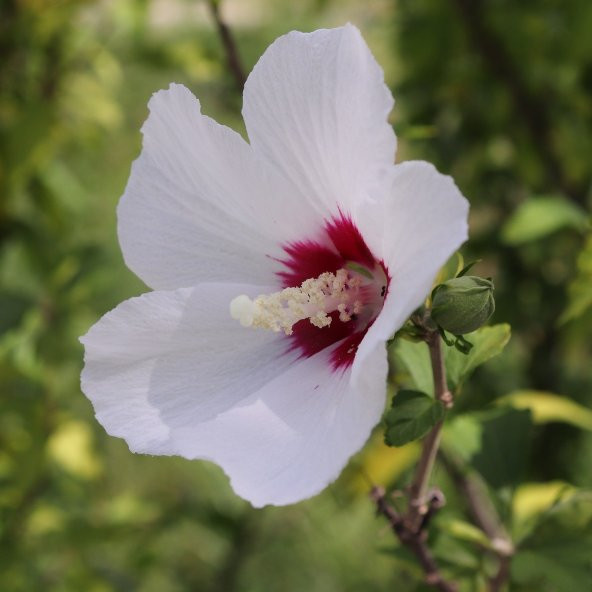 Süt Beyazı Hibiscus Çiçeği Tohumu (20 adet)