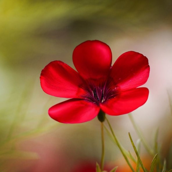 Kırmızı Renkli Linum Çiçeği Tohumu (100 adet) ürün görseli 1