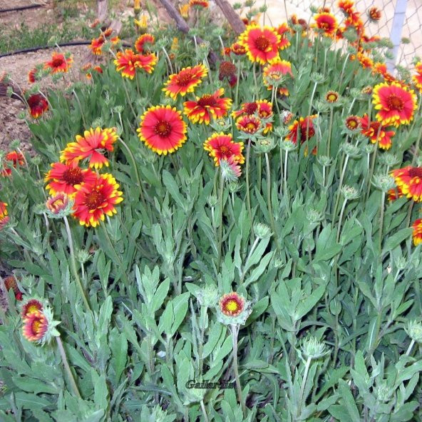 Ateştopu Gaillardiaaristata Gayret Çiçeği Tohumu (30 adet) ürün görseli 1