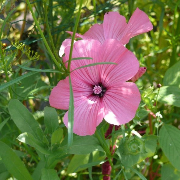 Lavatera Trimestris Regis Pembe Pamuk Çiçeği Tohumu (50 tohum) ürün görseli 1
