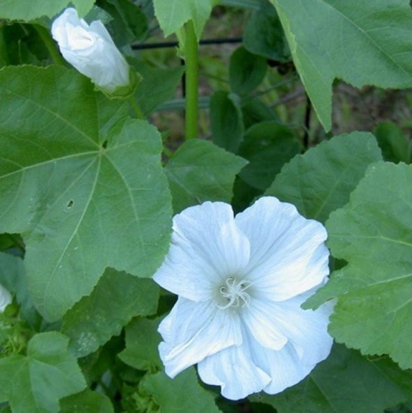 Lavatera Trimestris Regis Pure White Pamuk Çiçeği Tohumu (50 tohum) ürün görseli 1