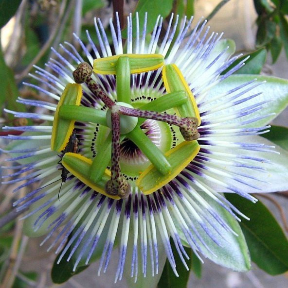 Mavi Passion (Çarkıfelek) Çiçeği Tohumu (5 tohum)