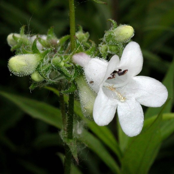 Kuğu Beyazı Penstemon Çiçeği Tohumu (200 tohum) ürün görseli 1