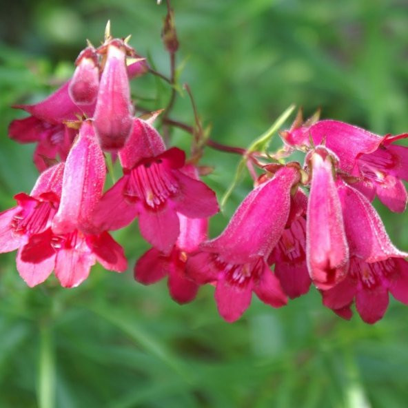 Kırmızı Renkli Penstemon Çiçeği Tohumu (50 tohum) ürün görseli 1