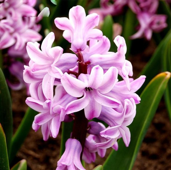 Sweet Lady Penstemon Çiçeği Tohumu (50 adet) ürün görseli 1