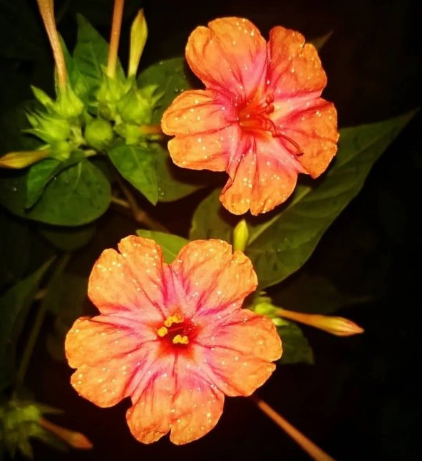 Salmon Akşam Sefası Çiçeği Tohumu (20 tohum) ürün görseli 1