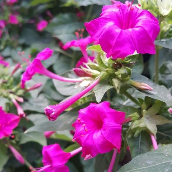 Rose Love Akşam Sefası Çiçeği Tohumu (20 tohum) ürün görseli 1