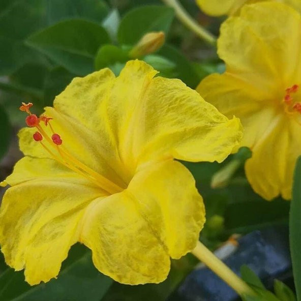 Sarı Rüya Yellow Akşam Sefası Çiçeği Tohumu (20 tohum) ürün görseli 1