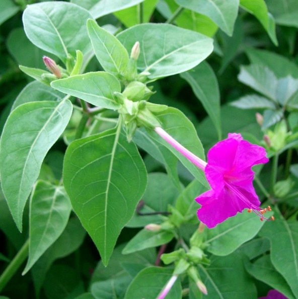 Violet Pink Akşam Sefası Çiçeği Tohumu (20 tohum) - 1