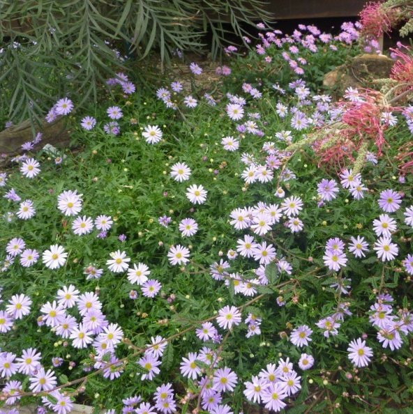 White Splendour Brachycome Çiçeği Tohumu (200 tohum) ürün görseli 1