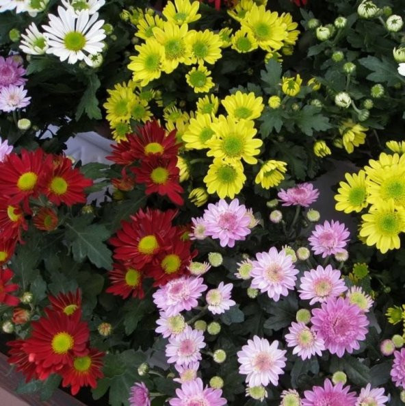 Karışık Renkli Splendour Brachycome Çiçeği Tohumu (200 tohum) ürün görseli 1