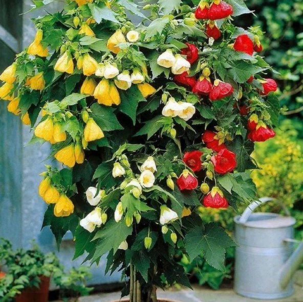 Karışık Renkli Çin Çan Çiçeği Tohumu (50 tohum) ürün görseli 1