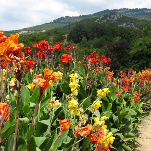 Karışık Canna Çiçeği Tohumu (4 tohum) ürün görseli 1