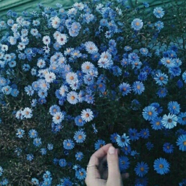 Clear Blue Erigeron Çiçeği Tohumu (50 tohum) ürün görseli 1