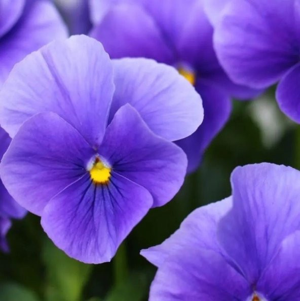 Blue Perfection Mavi Hercai Menekşe Çiçeği Tohumu (150 tohum) ürün görseli 1