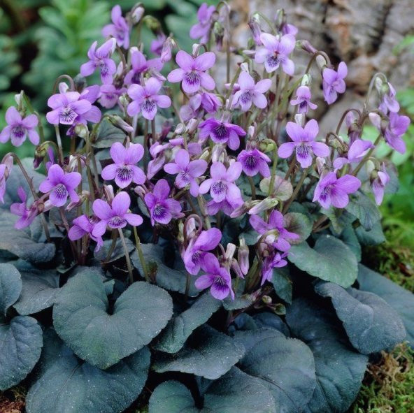 Lila Renkli Frenk Menekşesi Tohumu (100 adet) ürün görseli 1