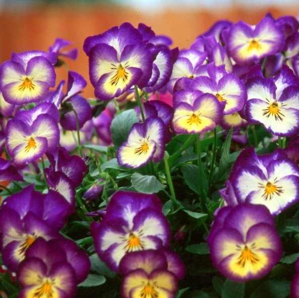 Renklerin Dansı Menekşe Çiçeği Tohumu (100 tohum) ürün görseli 1