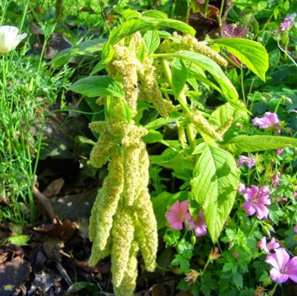 Amaranthus Caudatus Çiçeği Tohumu (50 tohum) ürün görseli 1