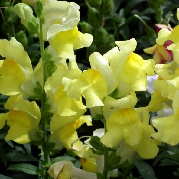 Sarı Aslanağzı Antirrhinum Braun-blanquetii Tohumu(20 tohum) ürün görseli 1