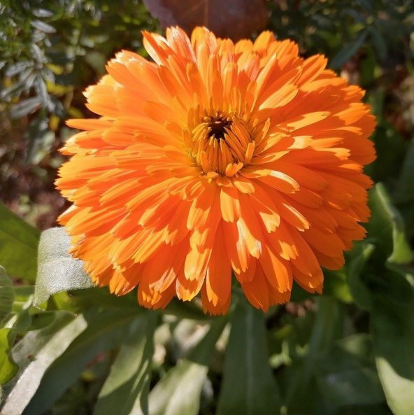 Katmerli Turuncu Double Orange Calendula Aynısafa Çiçeği Tohumu (50 tohum) ürün görseli 1