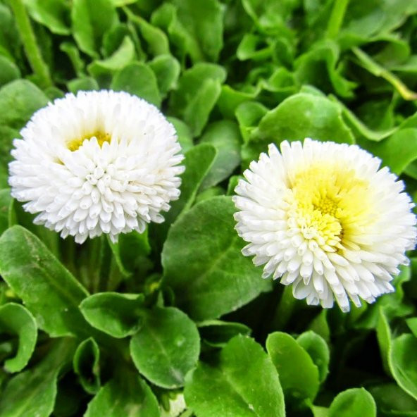 Bellis Perennis Beyaz Ponpon İngiliz Çayır Papatyası Çiçeği Tohumu (100 tohum) ürün görseli 1