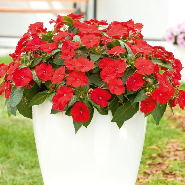 Saksılık Wallerine Baby Scarlet Bodur Cam Güzeli Çiçeği Tohumu (20 tohum) ürün görseli 1