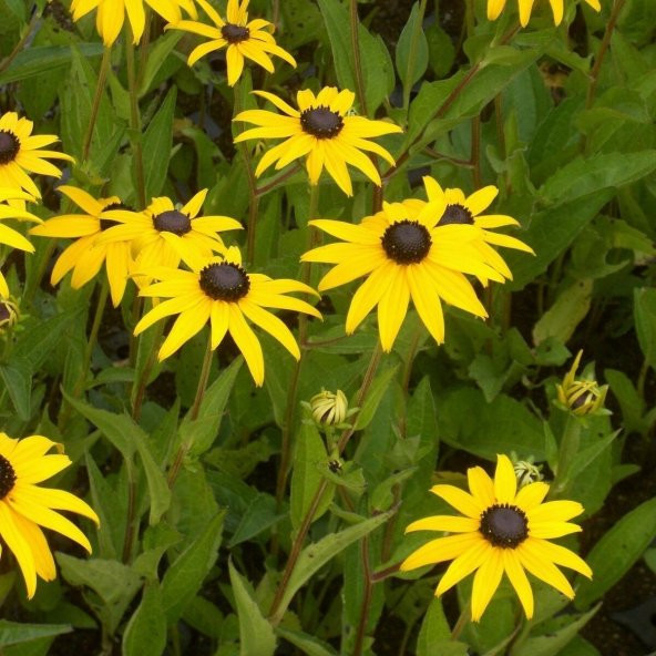 Hirto My Joy Rudbekya (Güneş Şapkası) Çiçeği Tohumu (900 tohum) ürün görseli 1