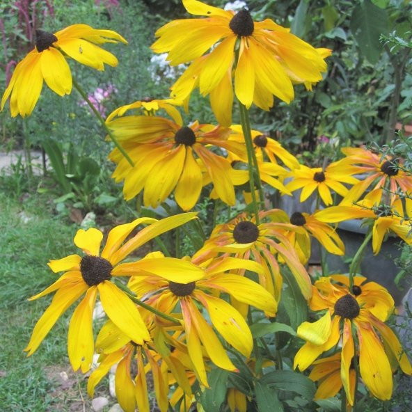 Nadir Golden Elegance Rudbekya Çiçeği Tohumu (50 tohum) ürün görseli 1