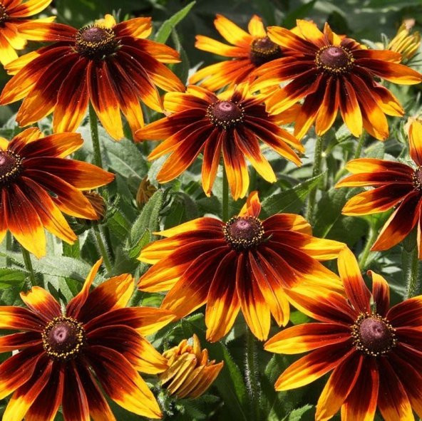 Nadir Üç Renkli Rudbekya Çiçeği Tohumu (100 tohum) ürün görseli 1