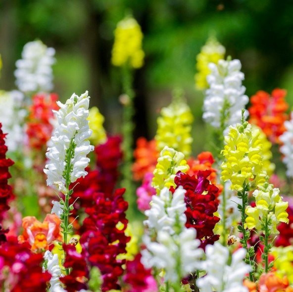 Antirrhinum Rainbow Mixed Karışık Aslanağzı Çiçeği Tohumu (200 tohum)