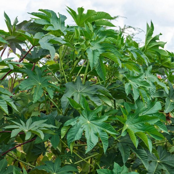 Gibsonii Kene (Castor Bean) Çiçeği Tohumu (5 tohum)