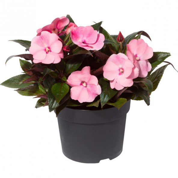 Saksılık Wallerine Baby Pink Bodur Cam Güzeli Çiçeği Tohumu (20 tohum) ürün görseli 1