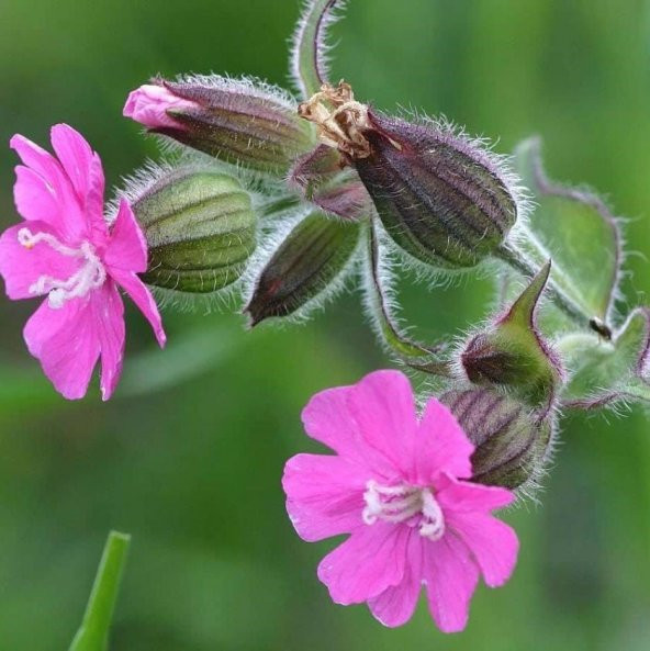 Çingene Pembesi Silene Çiçeği (Nakil Çiçeği) Tohumu (1000 tohum) ürün görseli 1