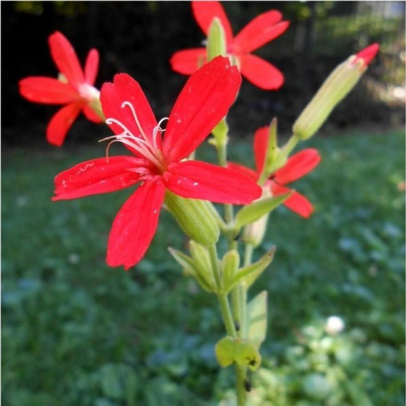 Nadir Kırmızı Şapka Silene (Nakil) Çiçeği Tohumu (20 tohum) ürün görseli 1