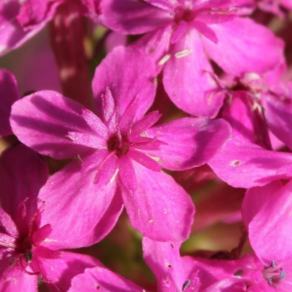 Kır Güzeli Silene (Nakil) Çiçeği Tohumu (100 tohum) ürün görseli 1