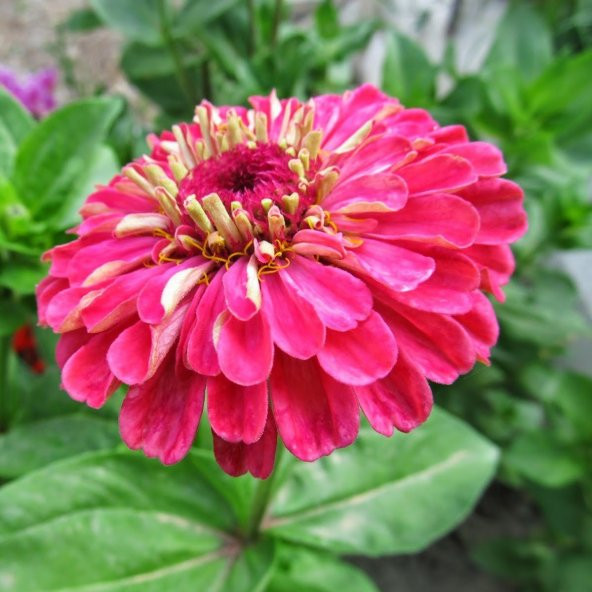 Super Yoga Elegans Carmine Zinya Çiçeği Tohumu (40 tohum) ürün görseli 1